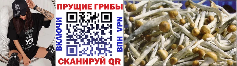 Галлюциногенные грибы Psilocybine cubensis  Касли 